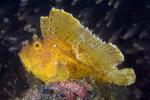 Taenianotus triacanthus Schaukelfisch